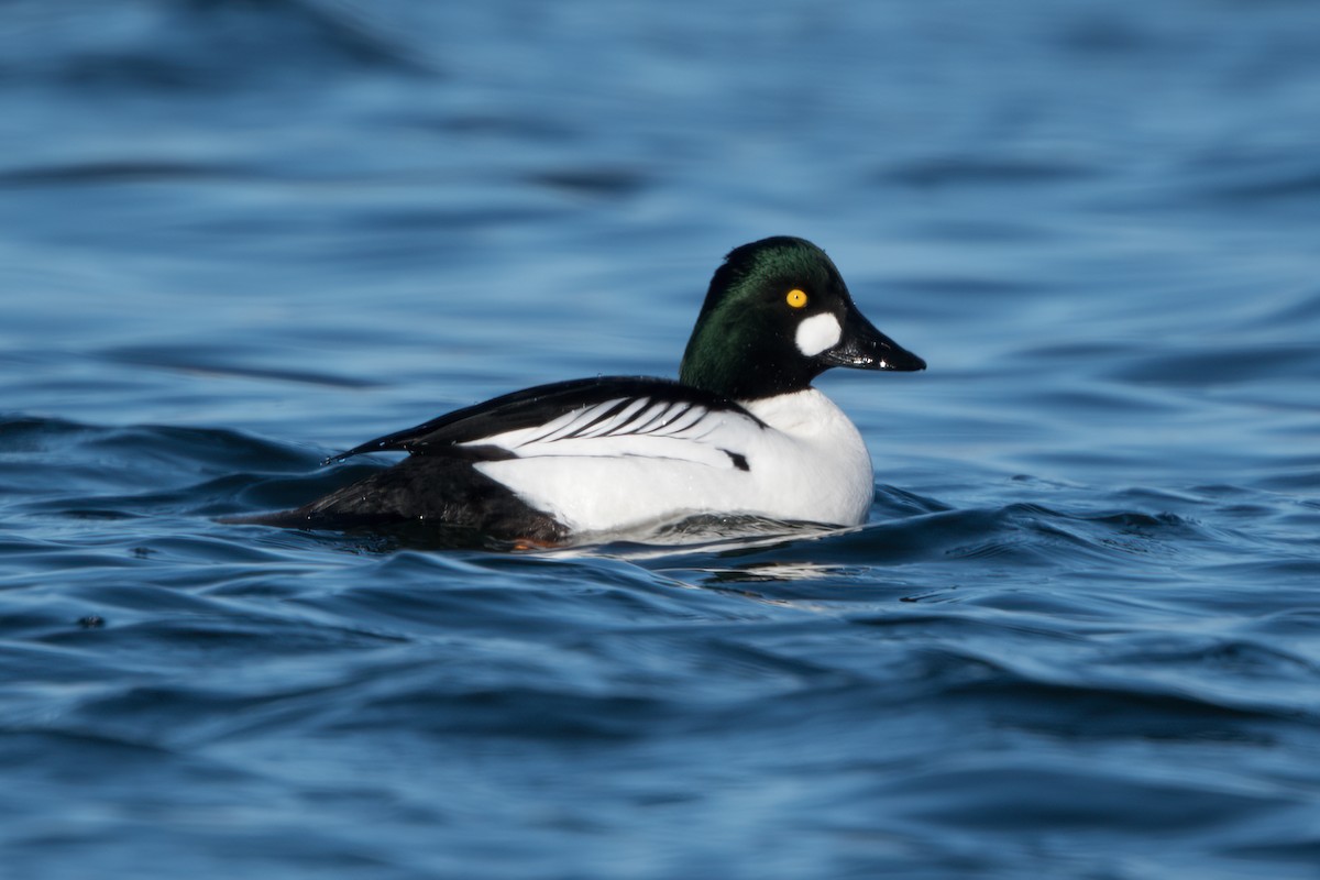 Common Goldeneye - ML543752651