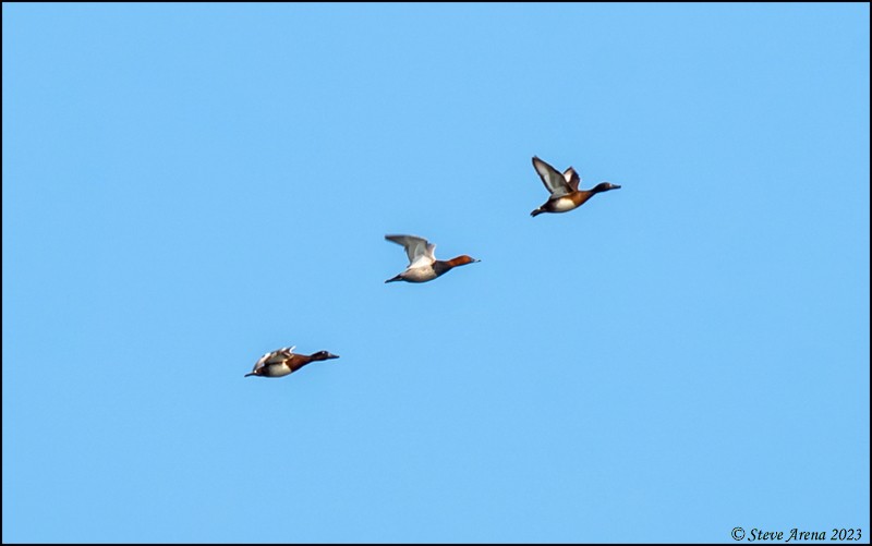 Baer's Pochard - ML543752681