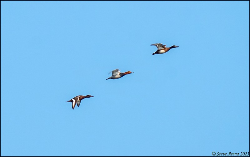 Baer's Pochard - Anonymous