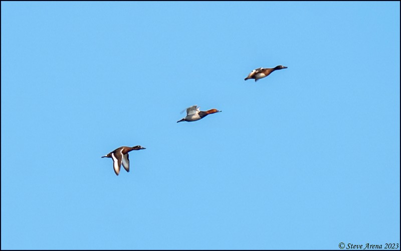 Baer's Pochard - ML543752701