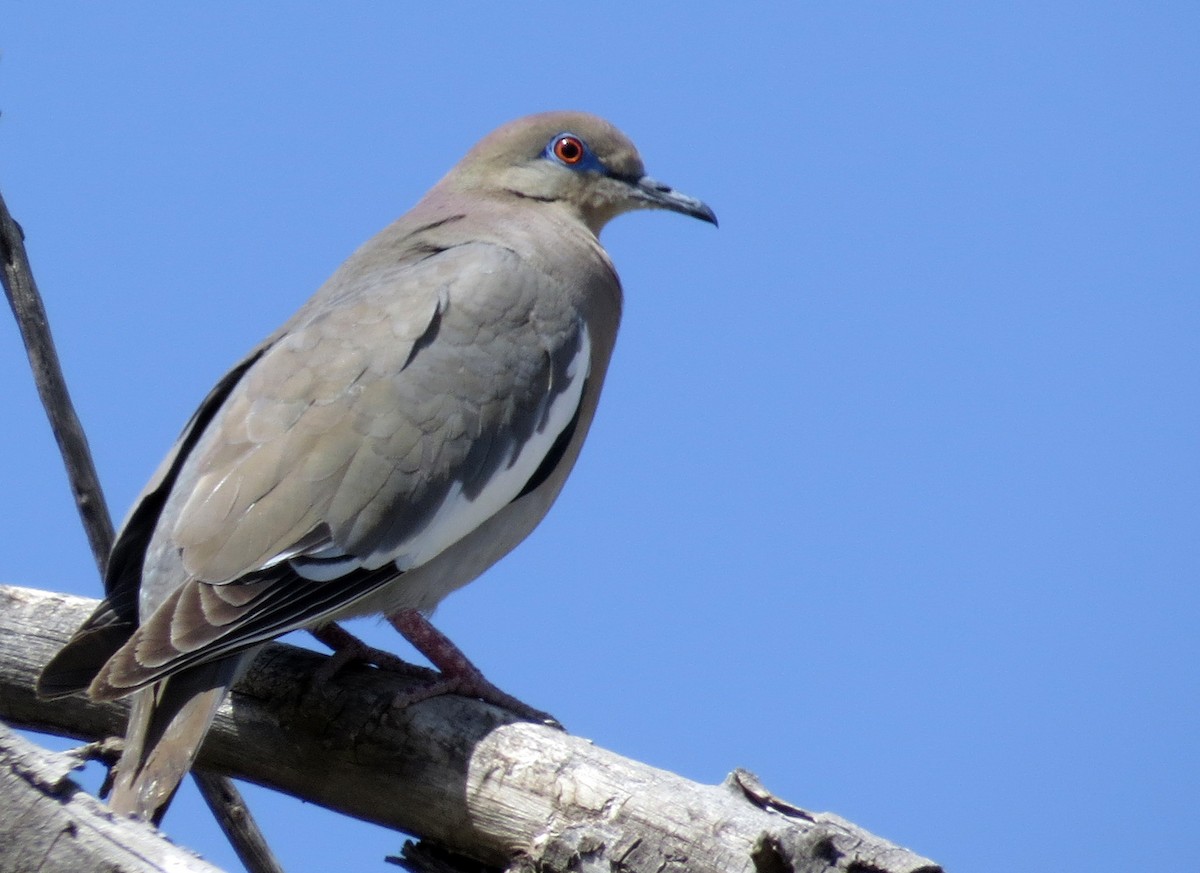 White-winged Dove - Diane Drobka