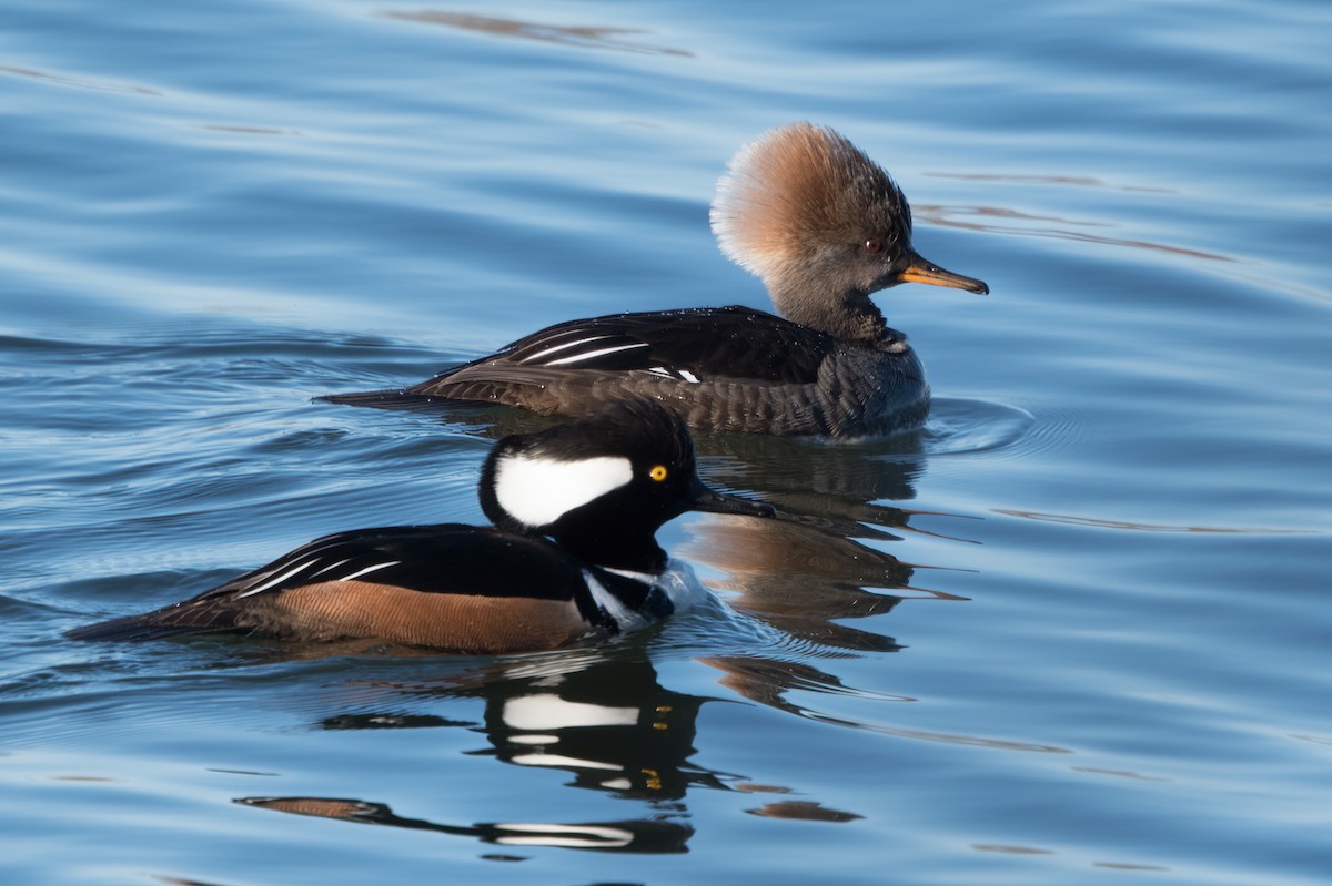 Hooded Merganser - Phil Harvey