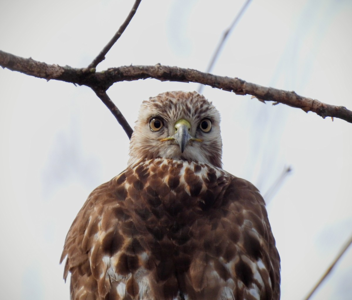 Red-tailed Hawk - ML543754181