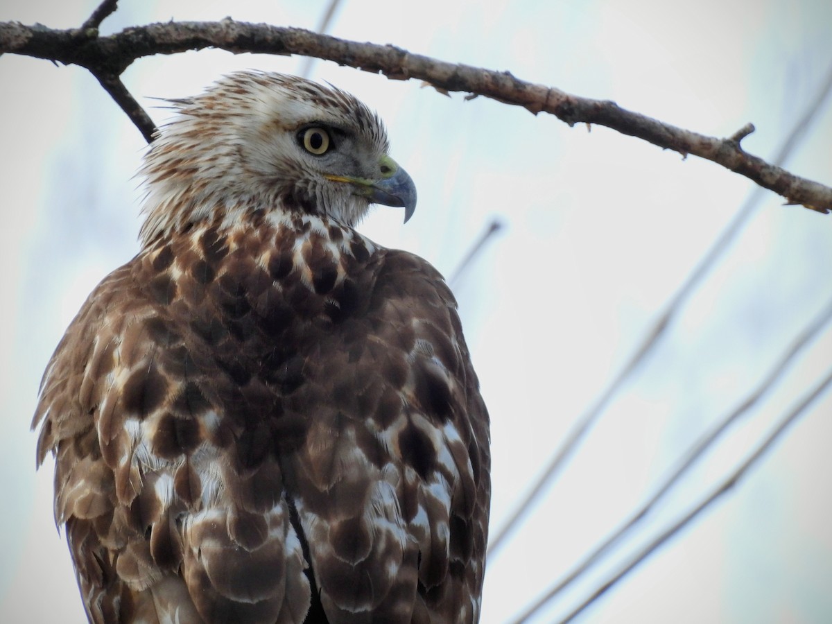 Red-tailed Hawk - ML543754201