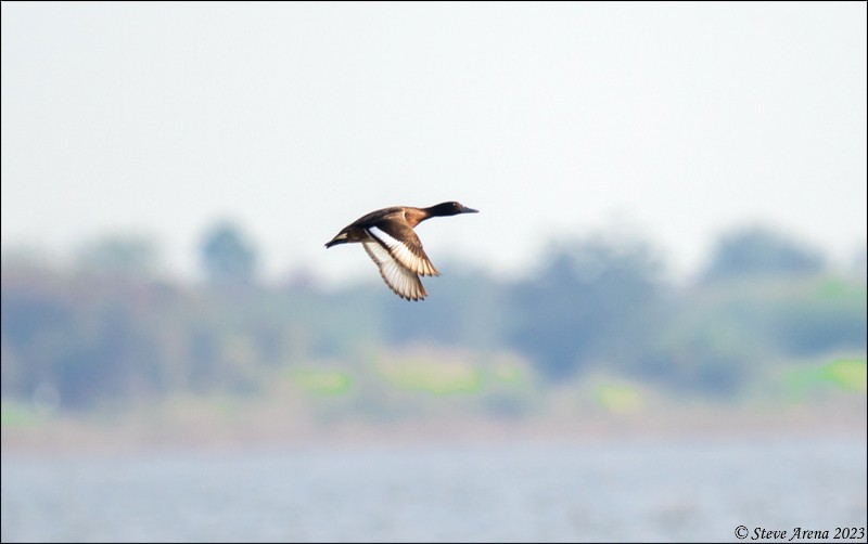 Baer's Pochard - ML543754851