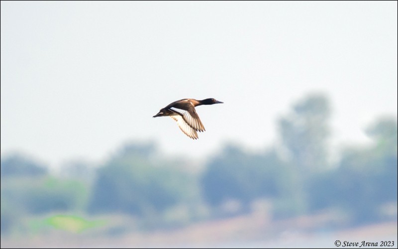 Baer's Pochard - ML543754861