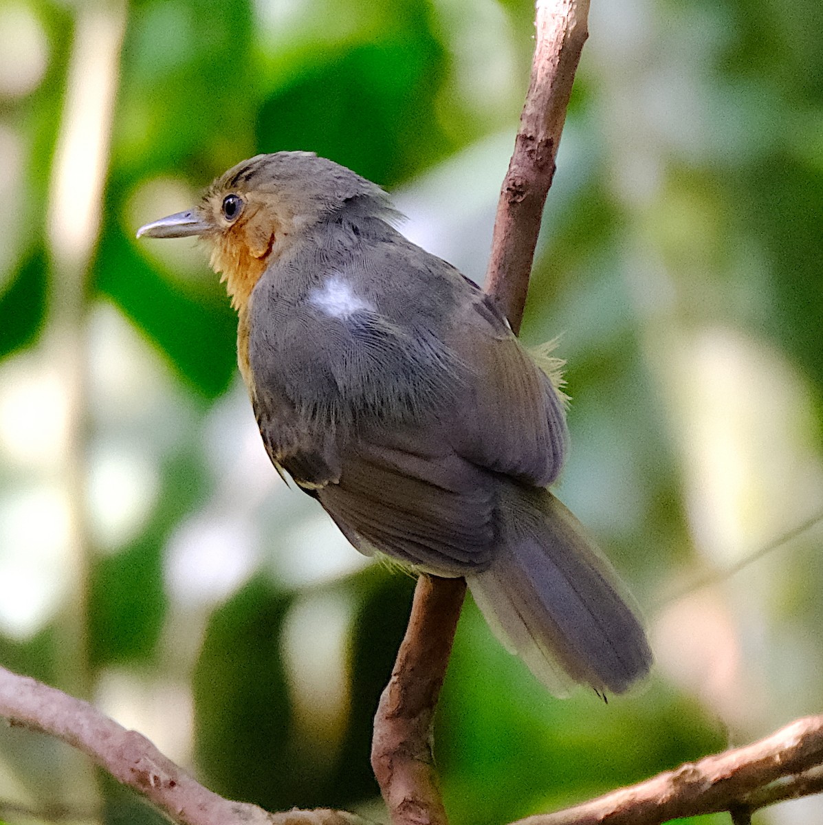 Dusky Antbird - ML543756221