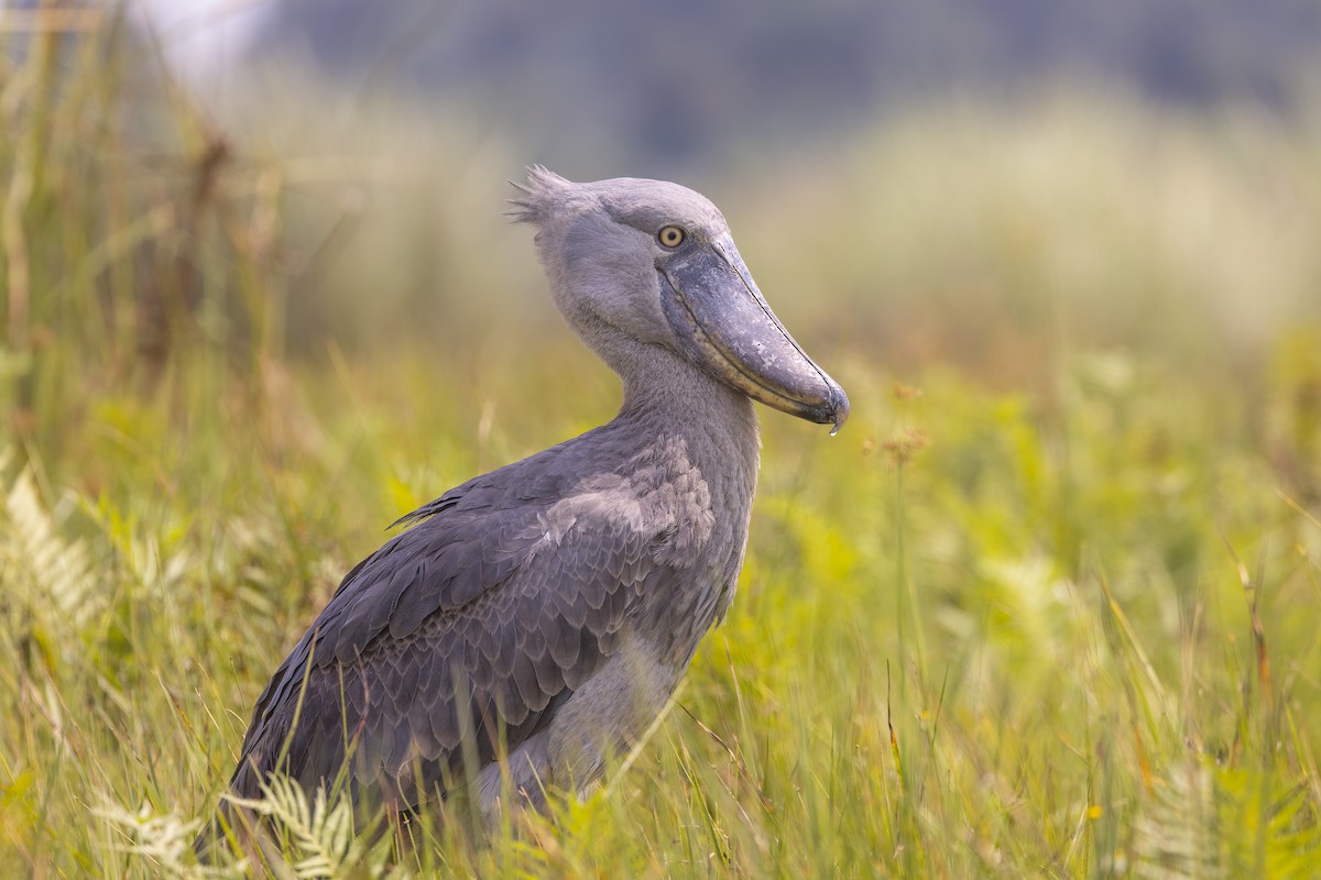 Shoebill - Ryan Jones