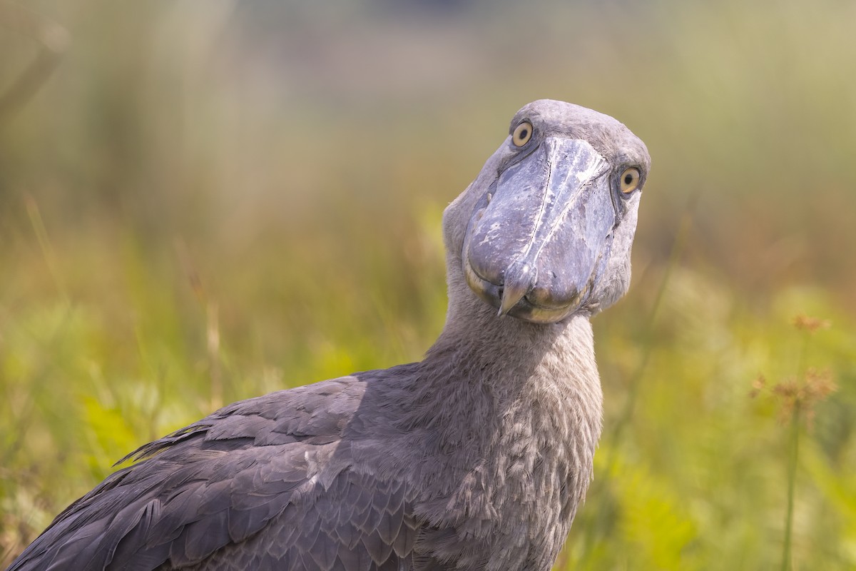 Shoebill - Ryan Jones