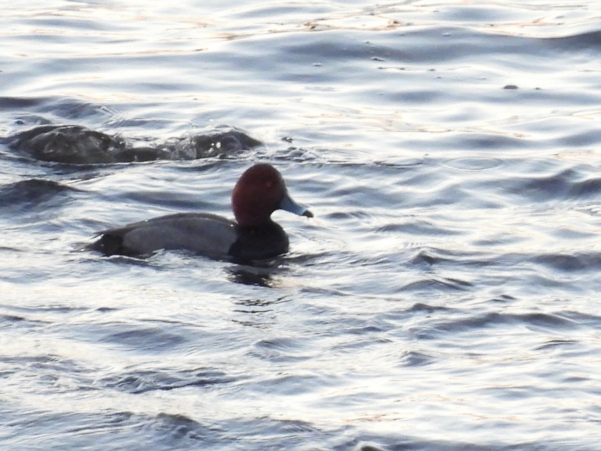 Redhead - ML543759741