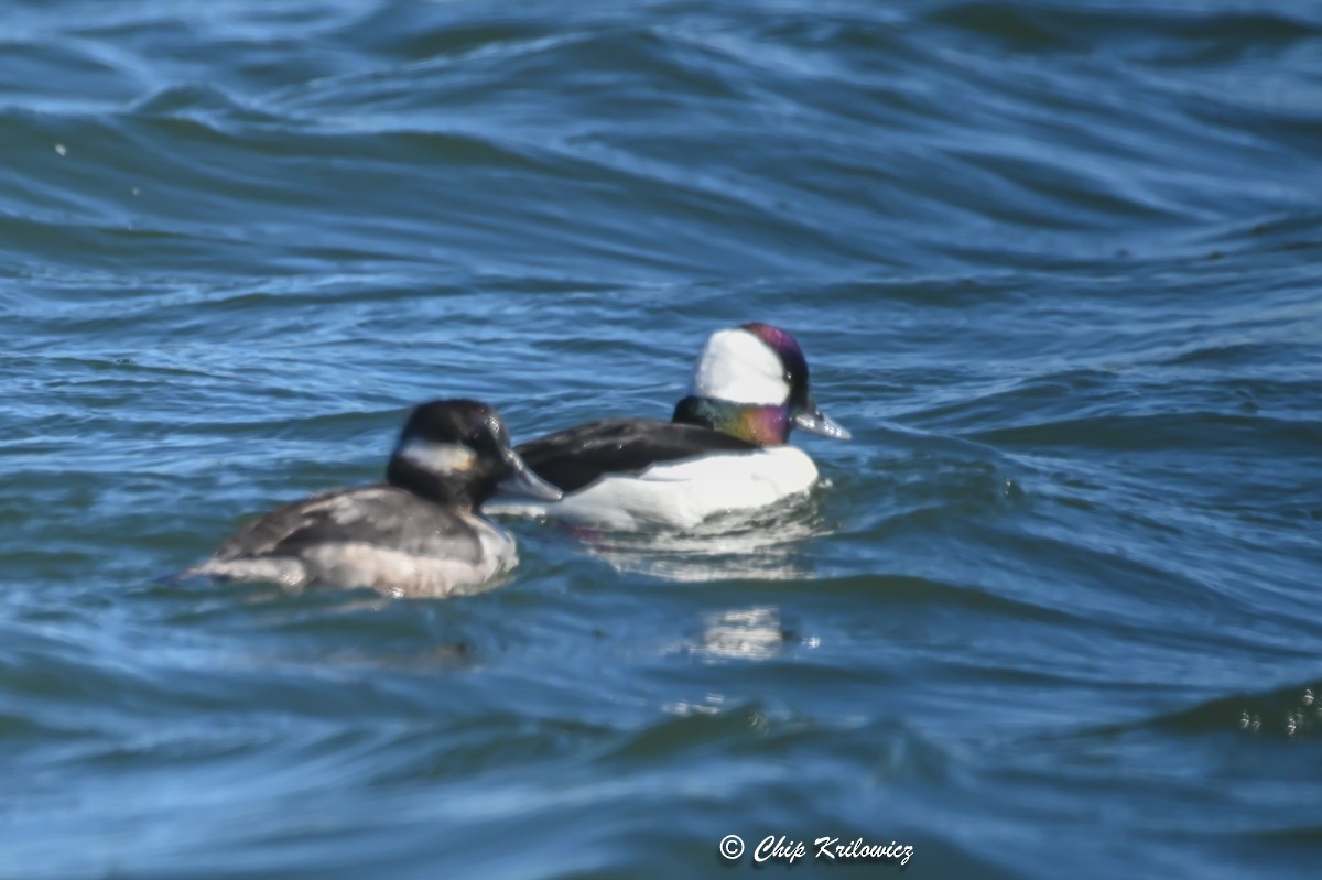Bufflehead - ML543759771