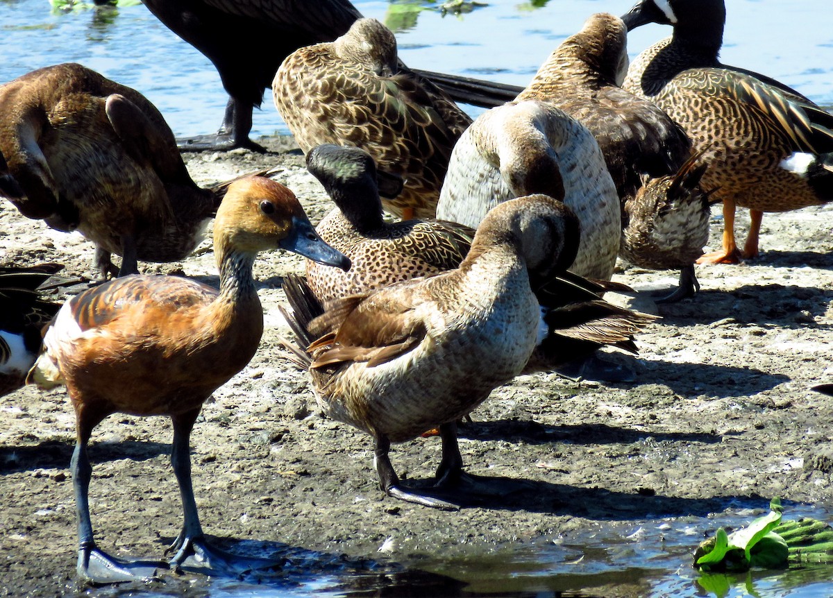 Fulvous Whistling-Duck - ML54376091
