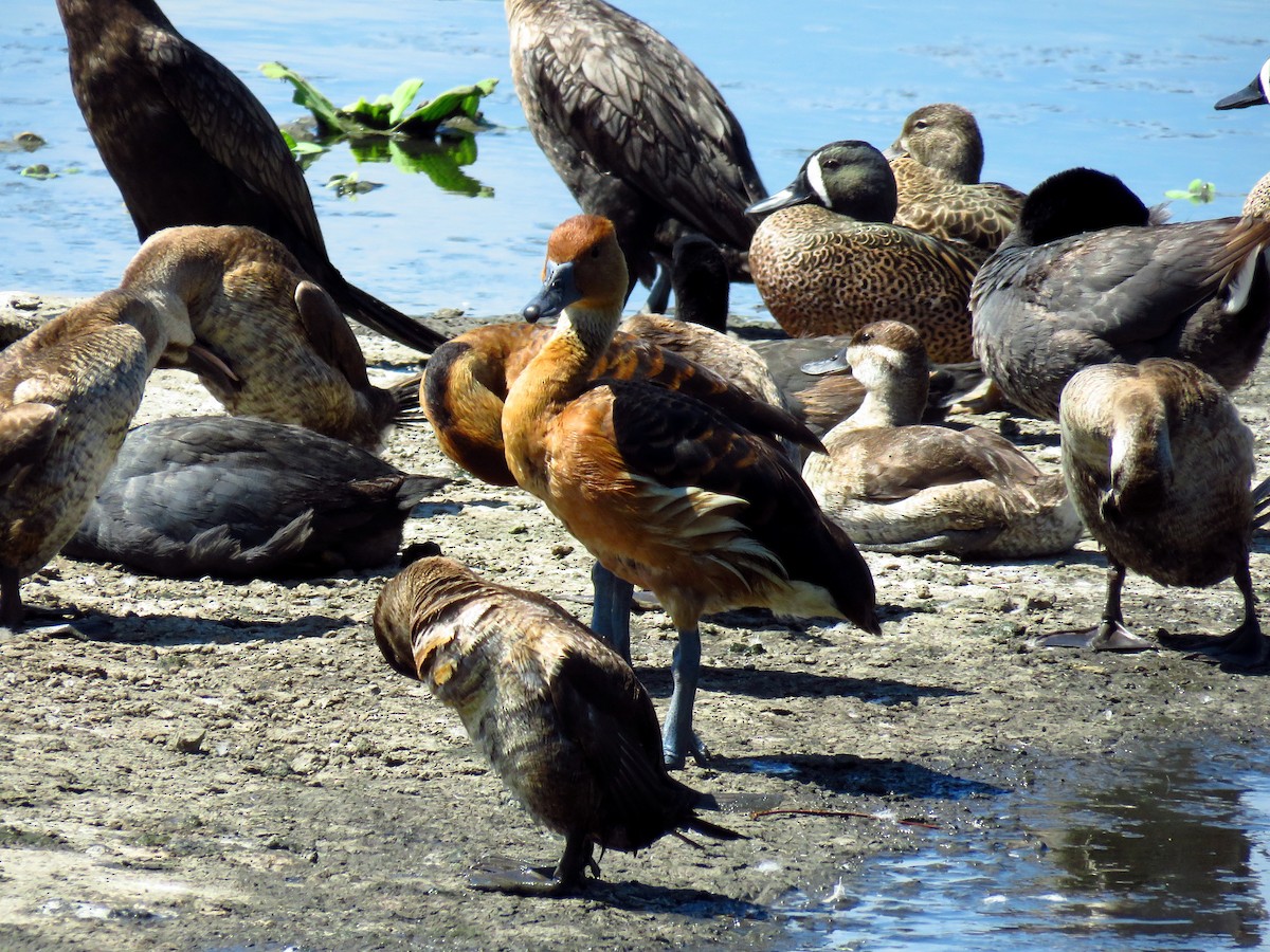 Fulvous Whistling-Duck - ML54376121