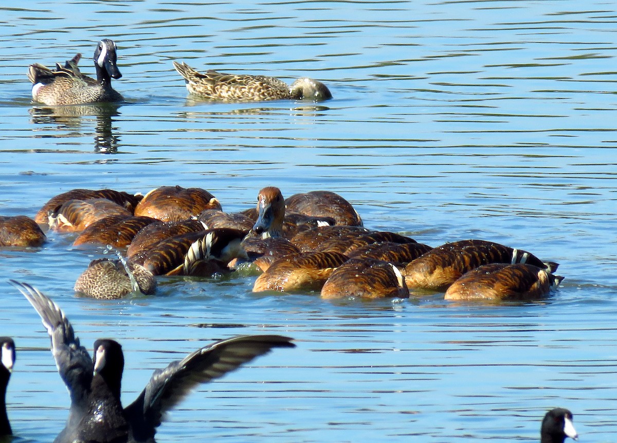 Fulvous Whistling-Duck - ML54376131