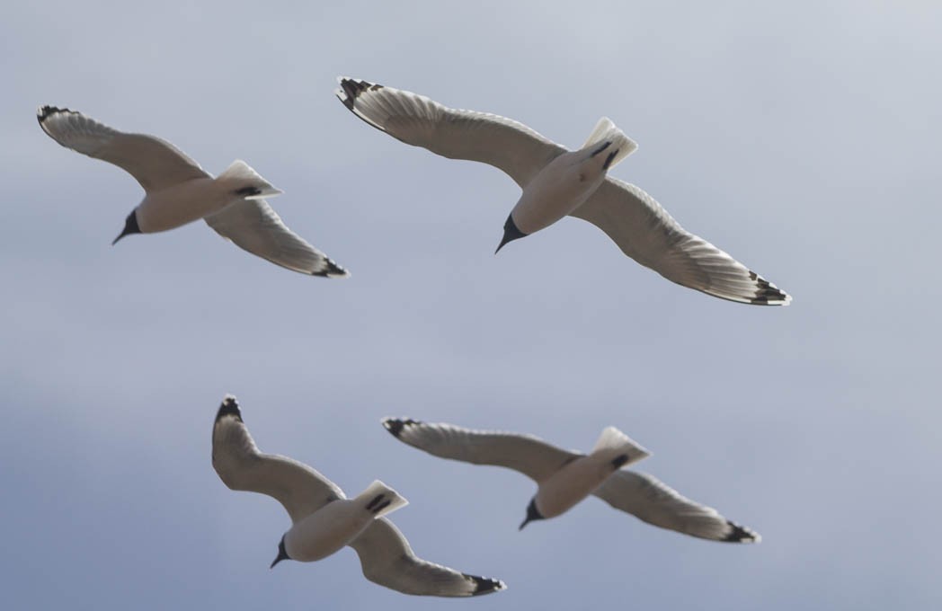 Franklin's Gull - ML54376181