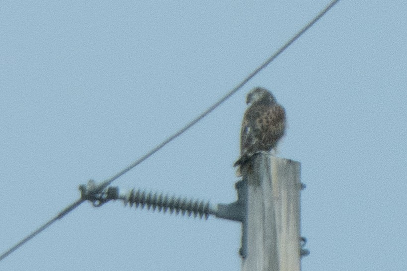 Ferruginous Hawk - Jake Bramante