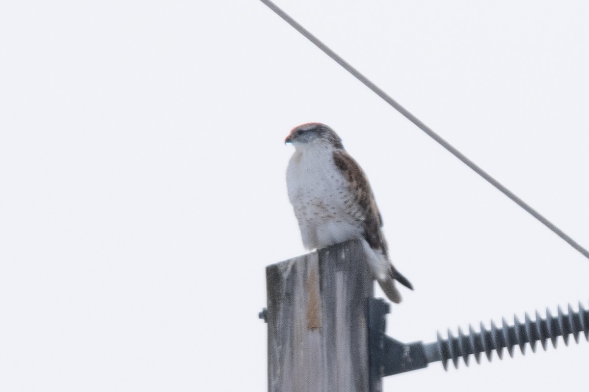 Ferruginous Hawk - Jake Bramante