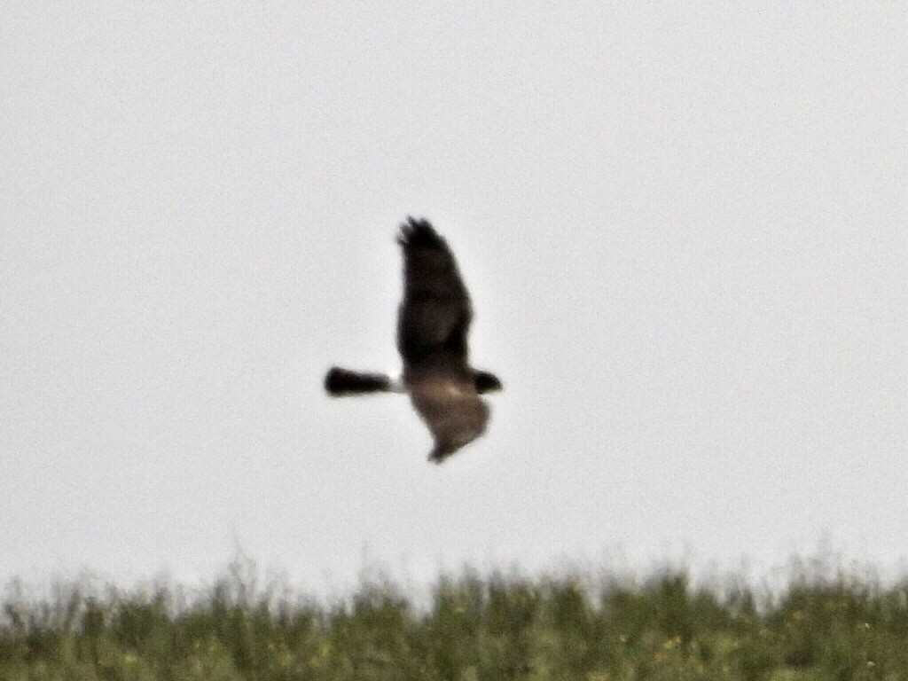 Northern Harrier - ML543762191