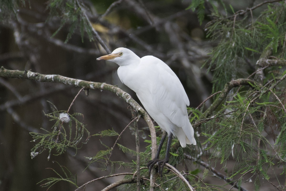 Western Cattle-Egret - Neil Pankey