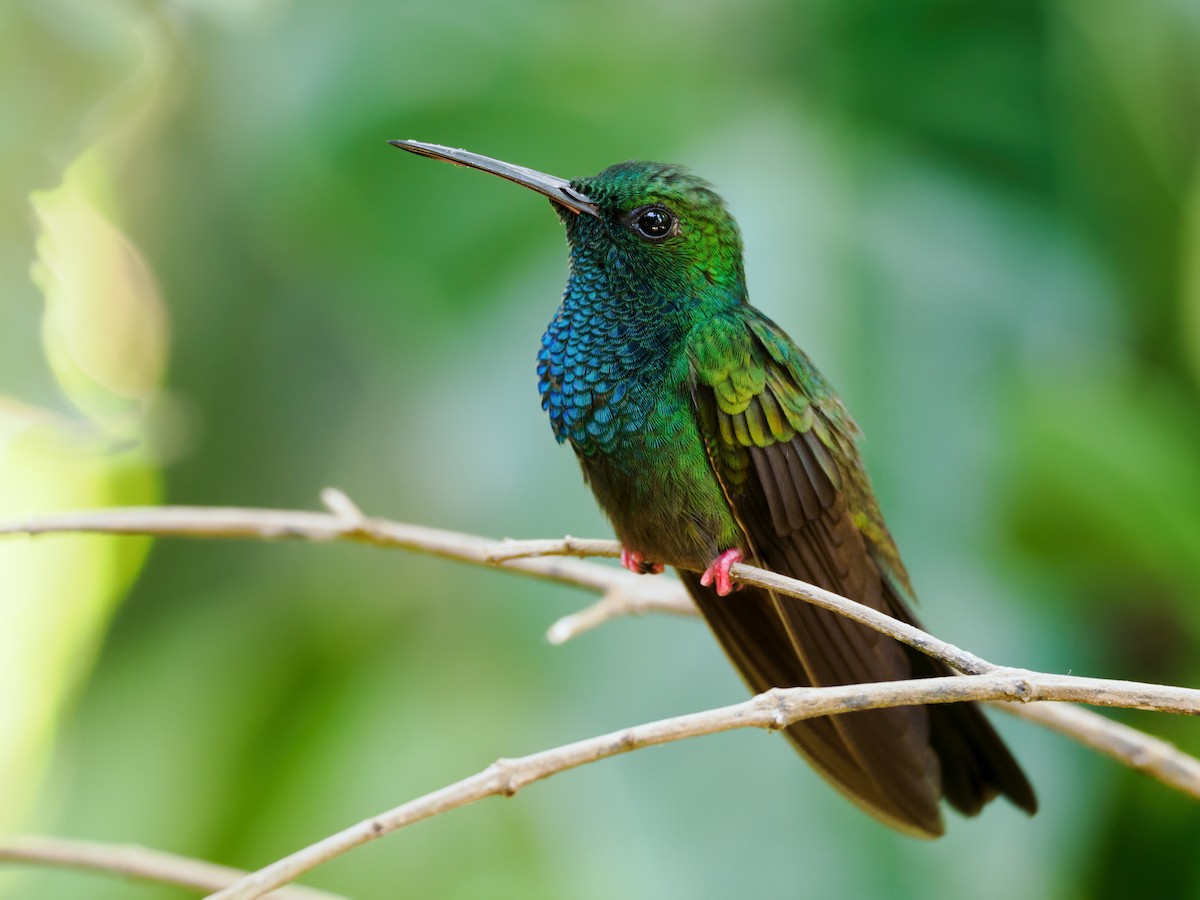 Bronze-tailed Plumeleteer - Nick Athanas