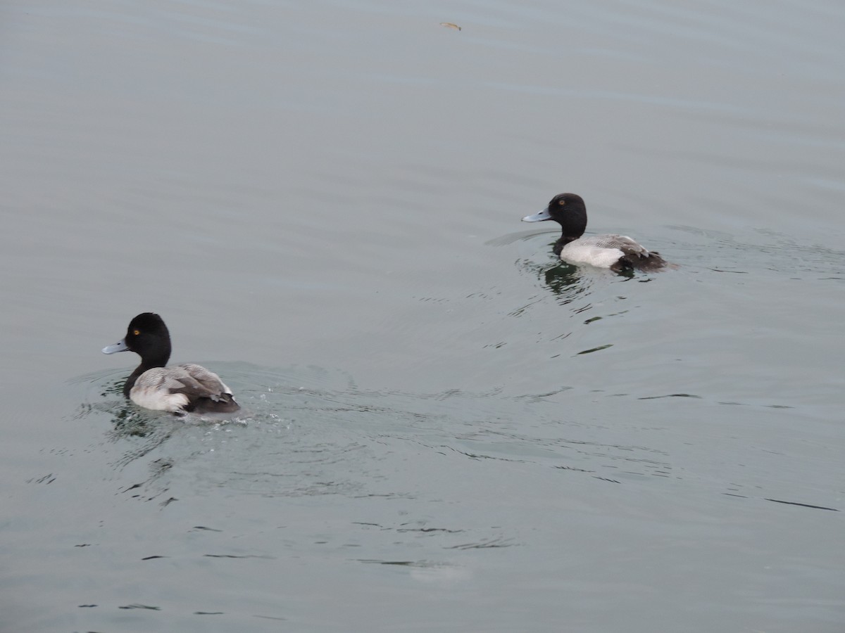 Lesser Scaup - ML543762561