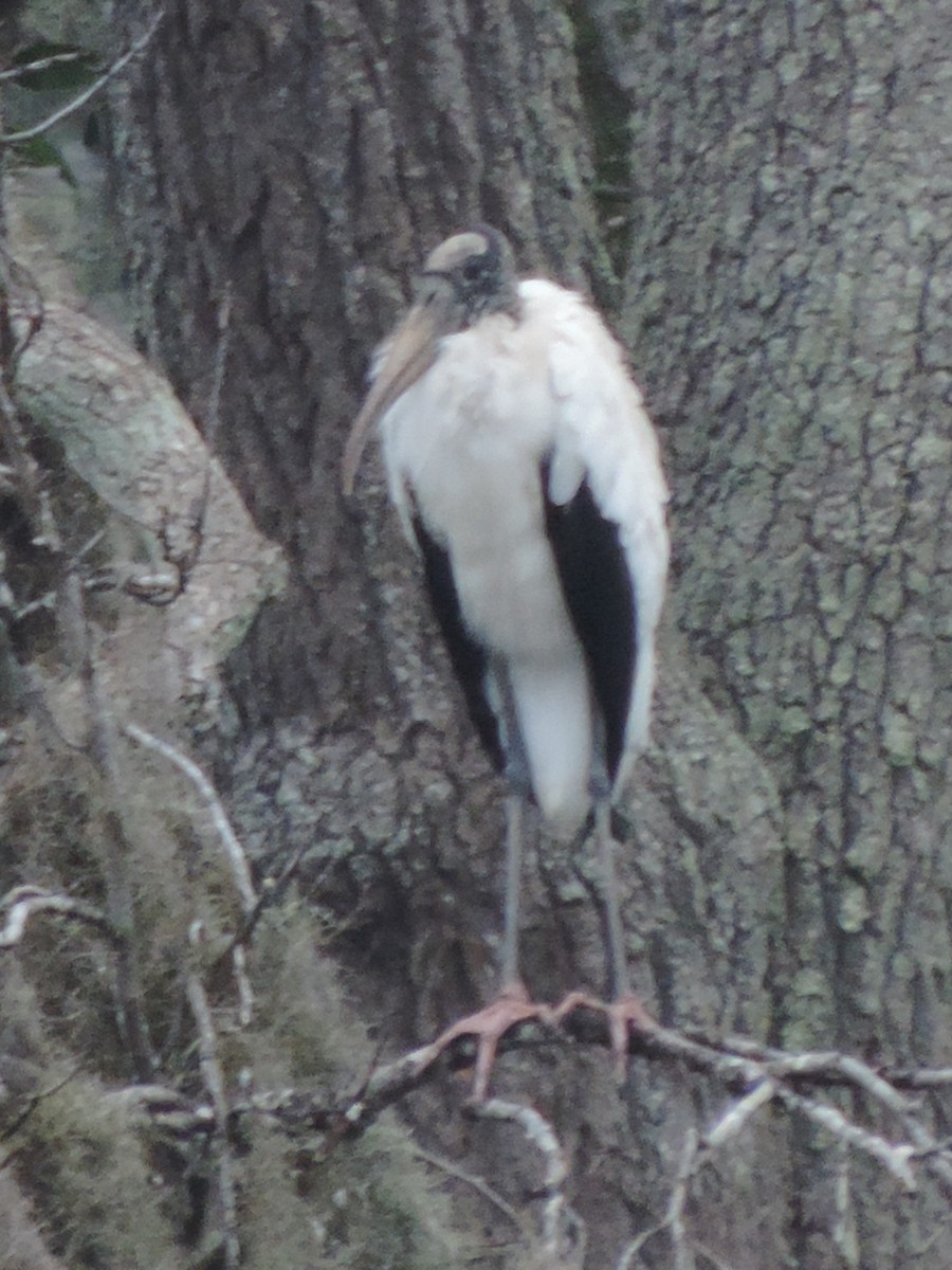 Wood Stork - ML543762921