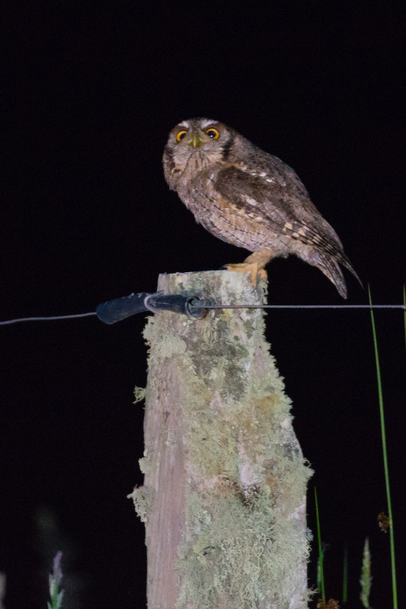 Tropical Screech-Owl - ML54376351