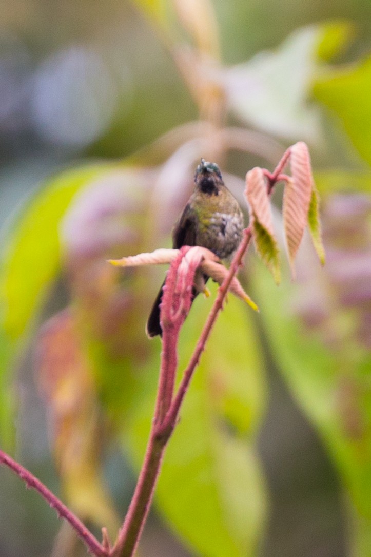 kolibřík dřišťálový - ML54376451
