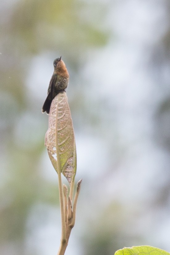 kolibřík dřišťálový - ML54376461
