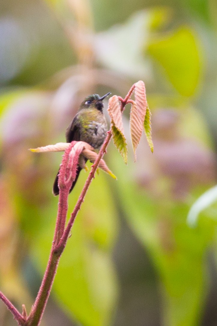 kolibřík dřišťálový - ML54376471