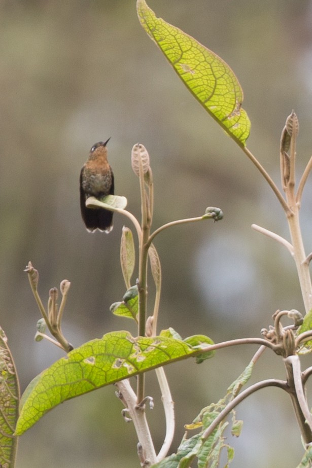 kolibřík dřišťálový - ML54376481