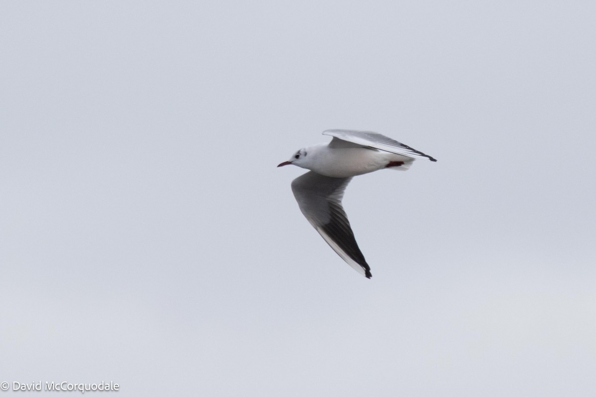 Black-headed Gull - David McCorquodale