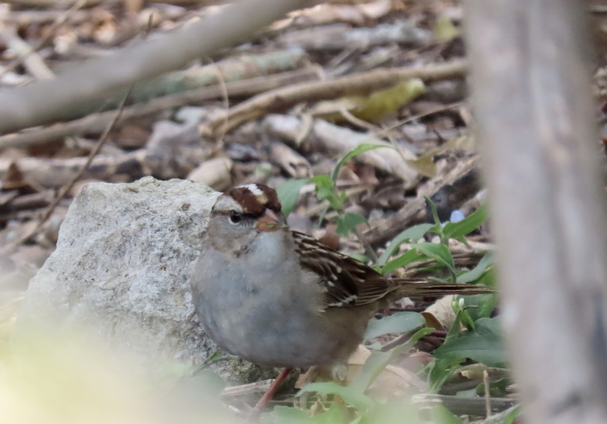 White-crowned Sparrow - ML543769291