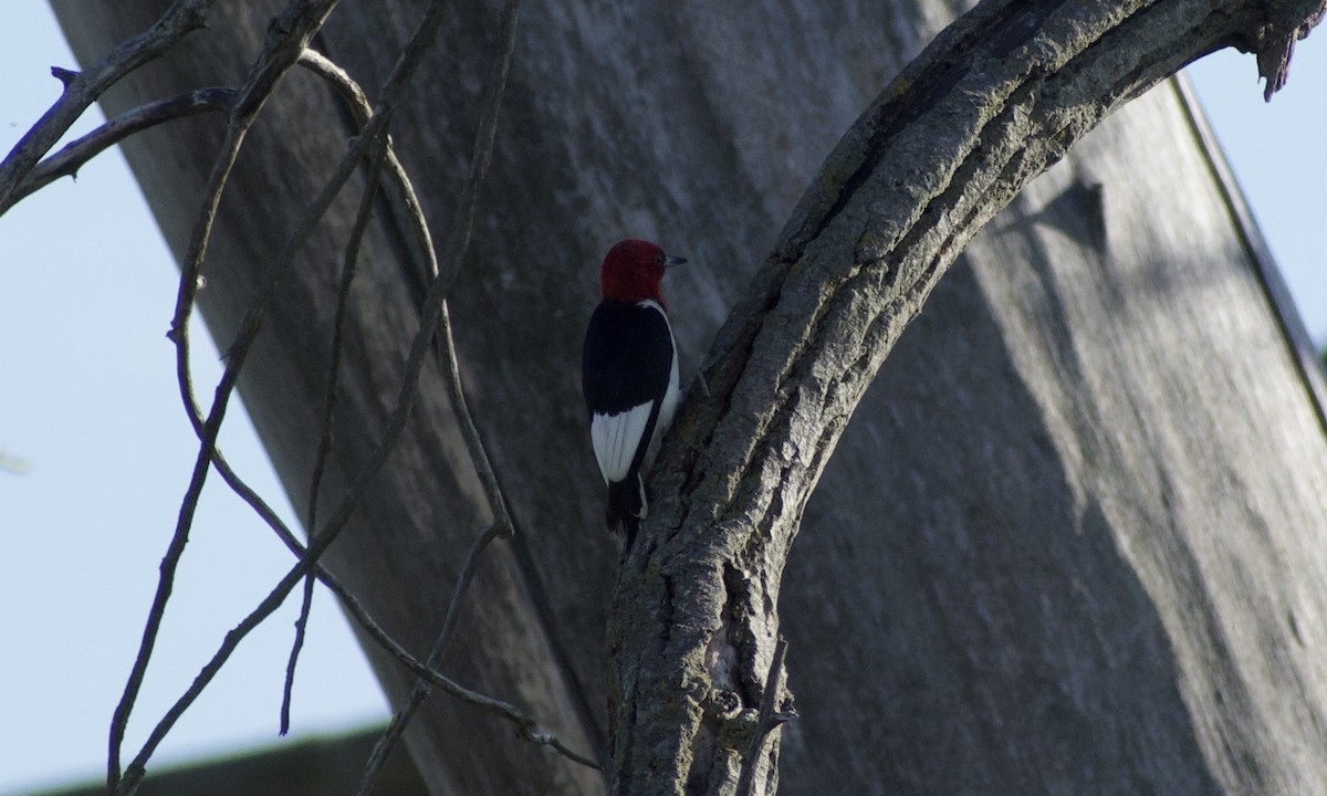 Red-headed Woodpecker - ML543770061