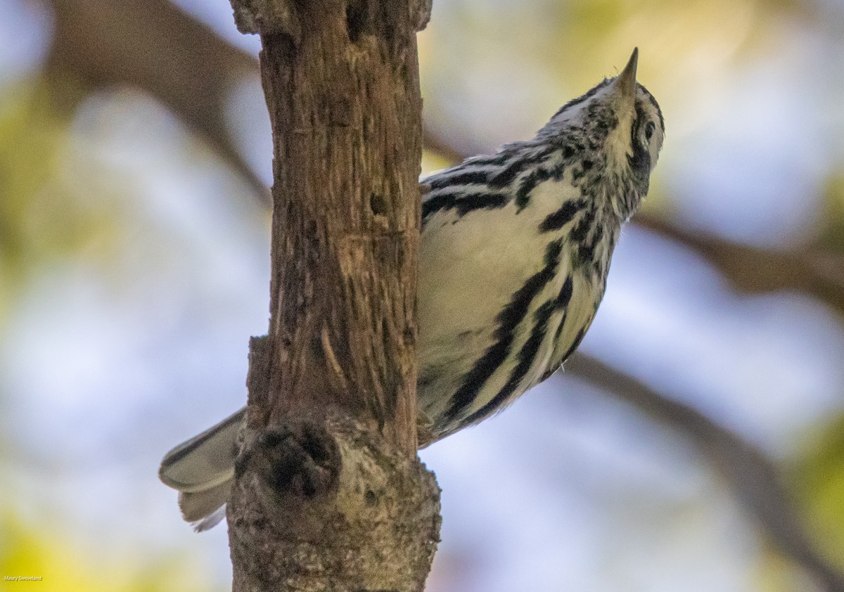 Black-and-white Warbler - Maury Swoveland