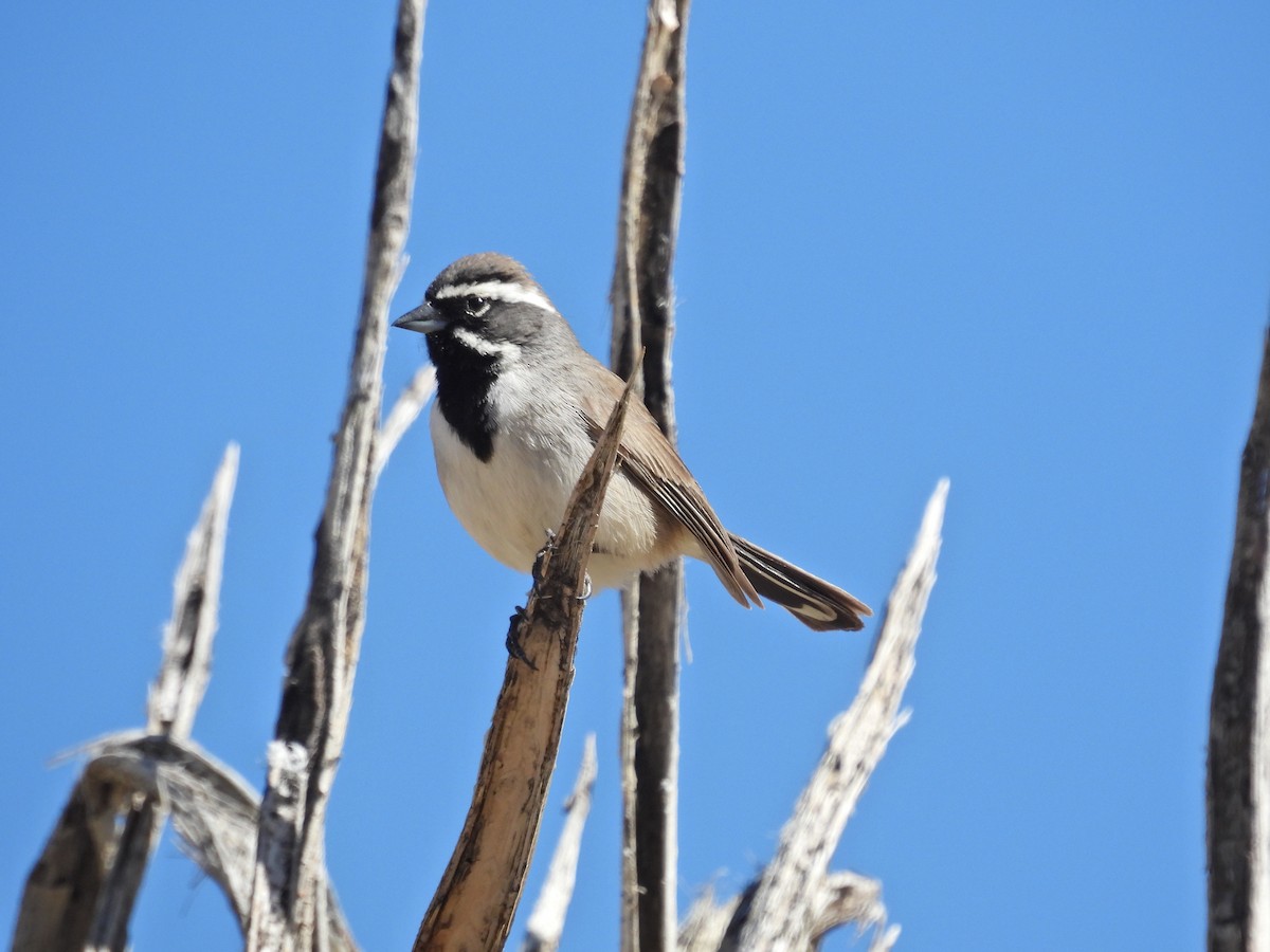 Black-throated Sparrow - Rhonda Langelaan