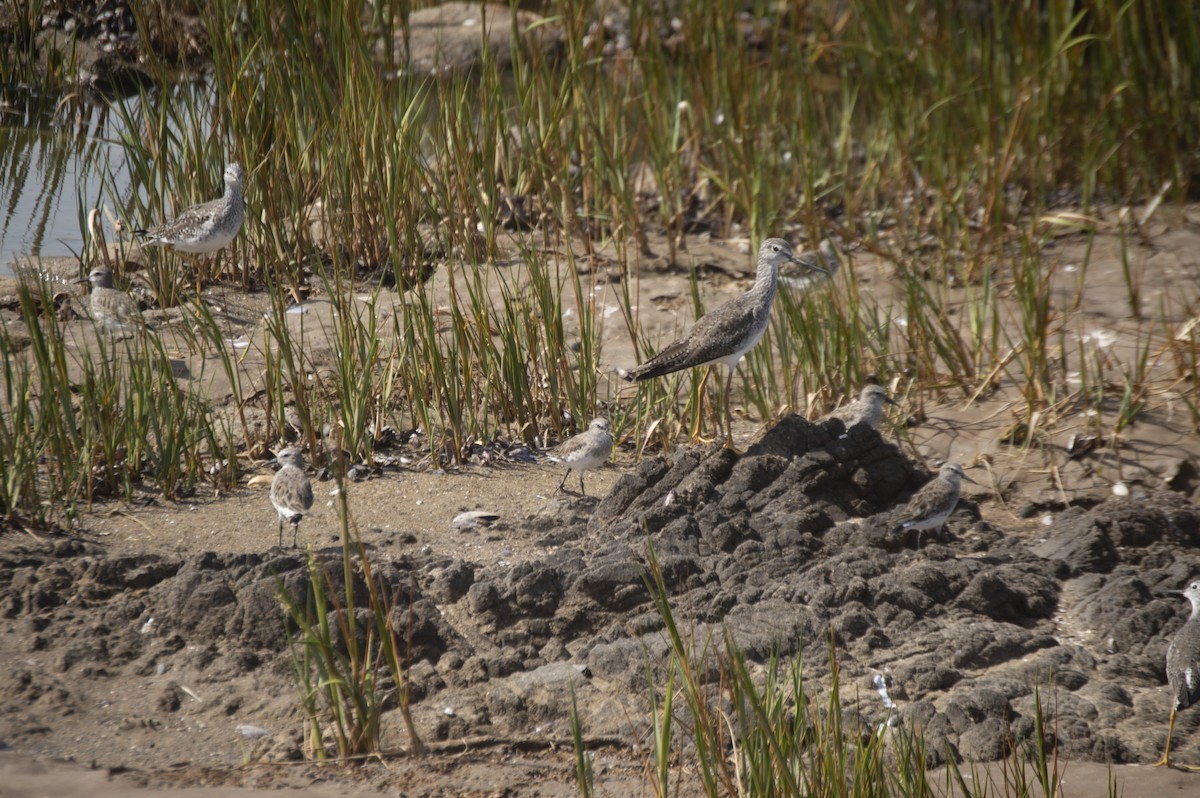 Greater Yellowlegs - Darío García