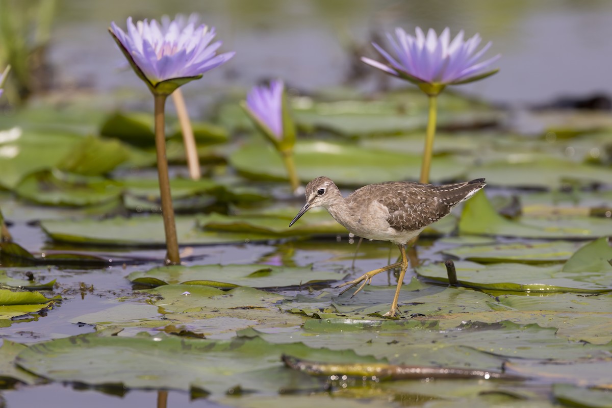 Bruchwasserläufer - ML543775221