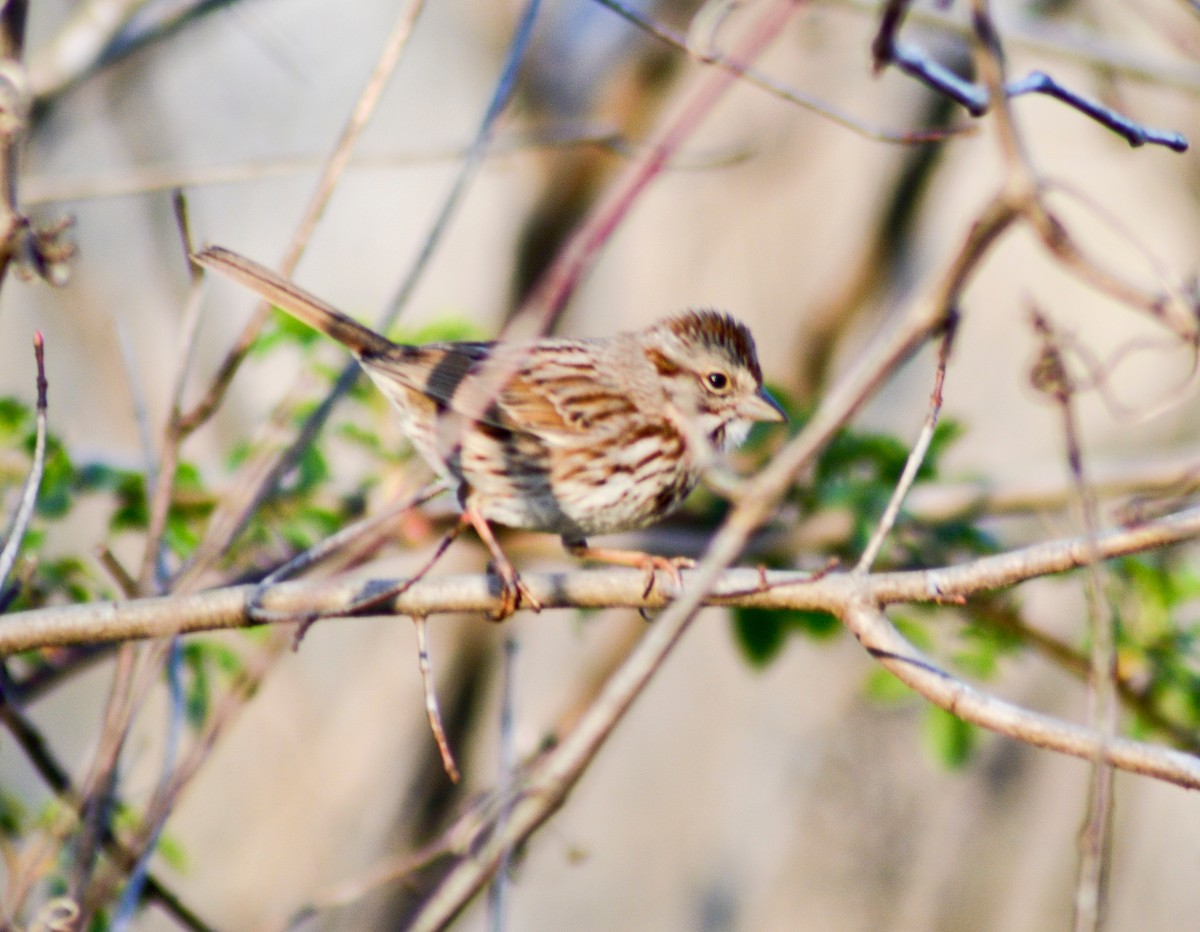 Song Sparrow - ML543776611