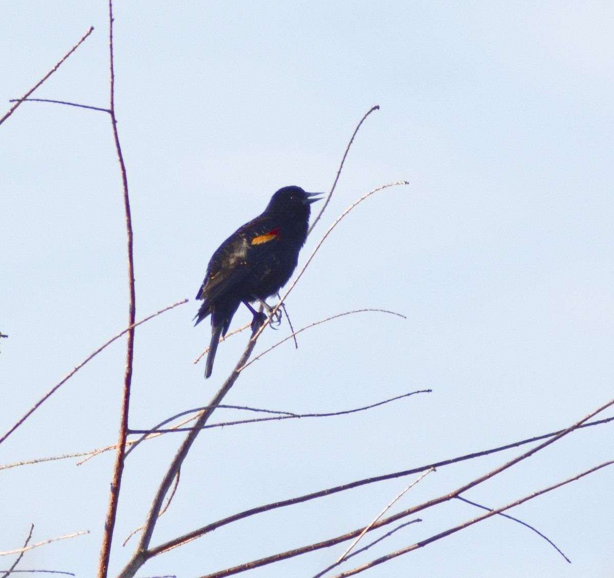 Red-winged Blackbird - ML543776711