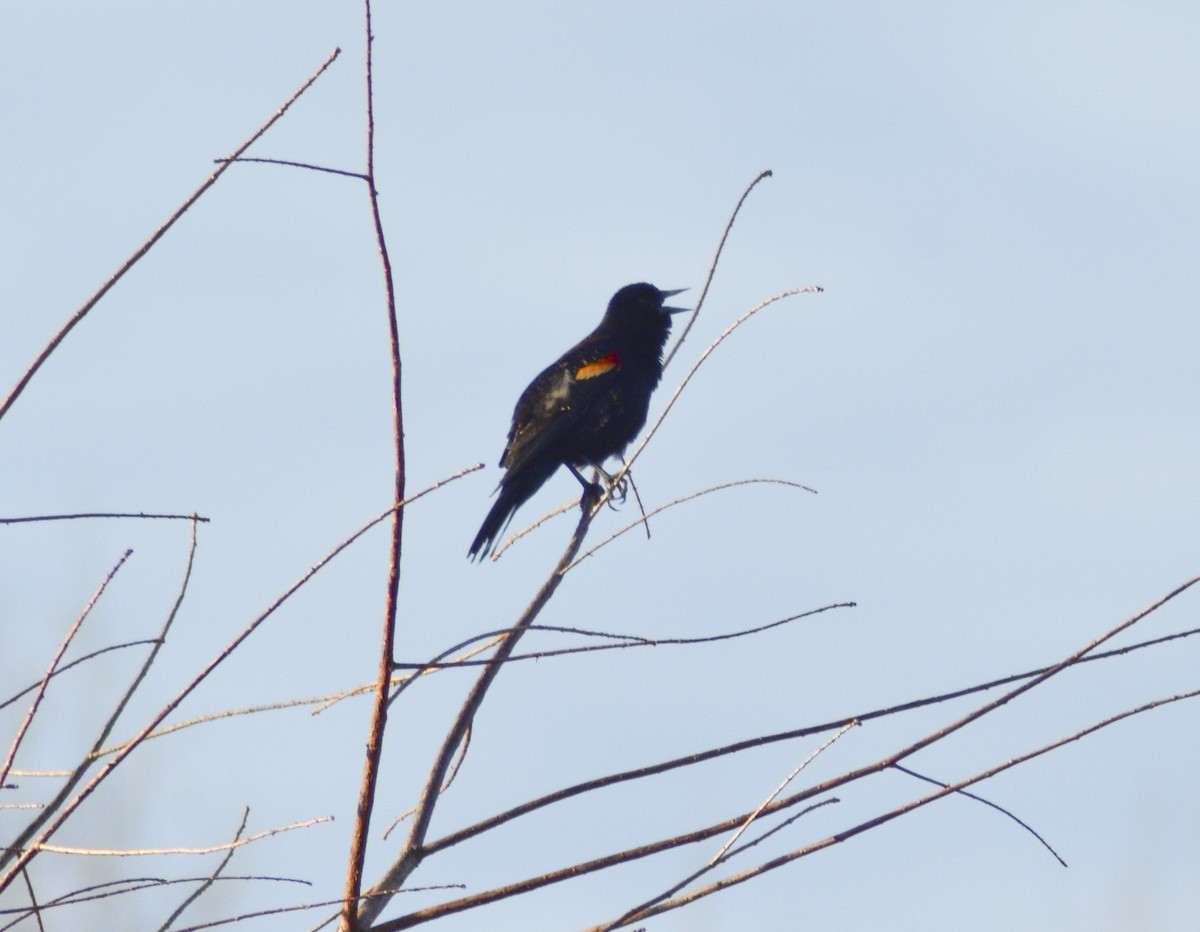 Red-winged Blackbird - ML543776721