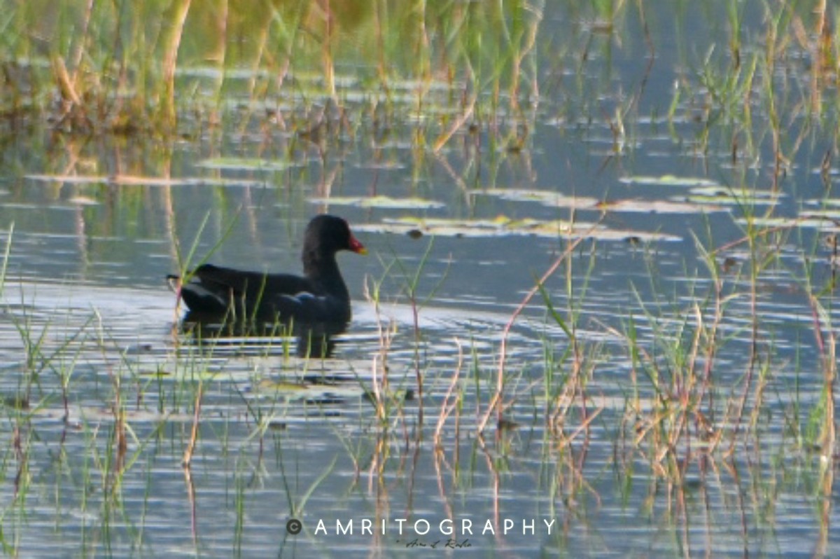 Eurasian Moorhen - ML543779821