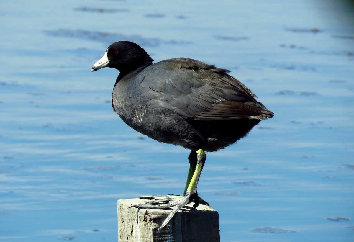 American Coot - ML54378121