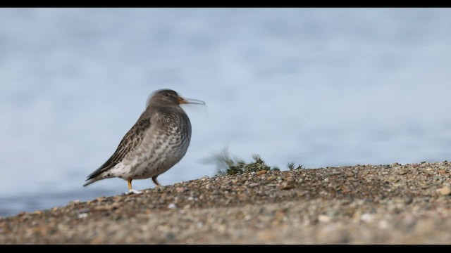 Purple Sandpiper - ML543781561