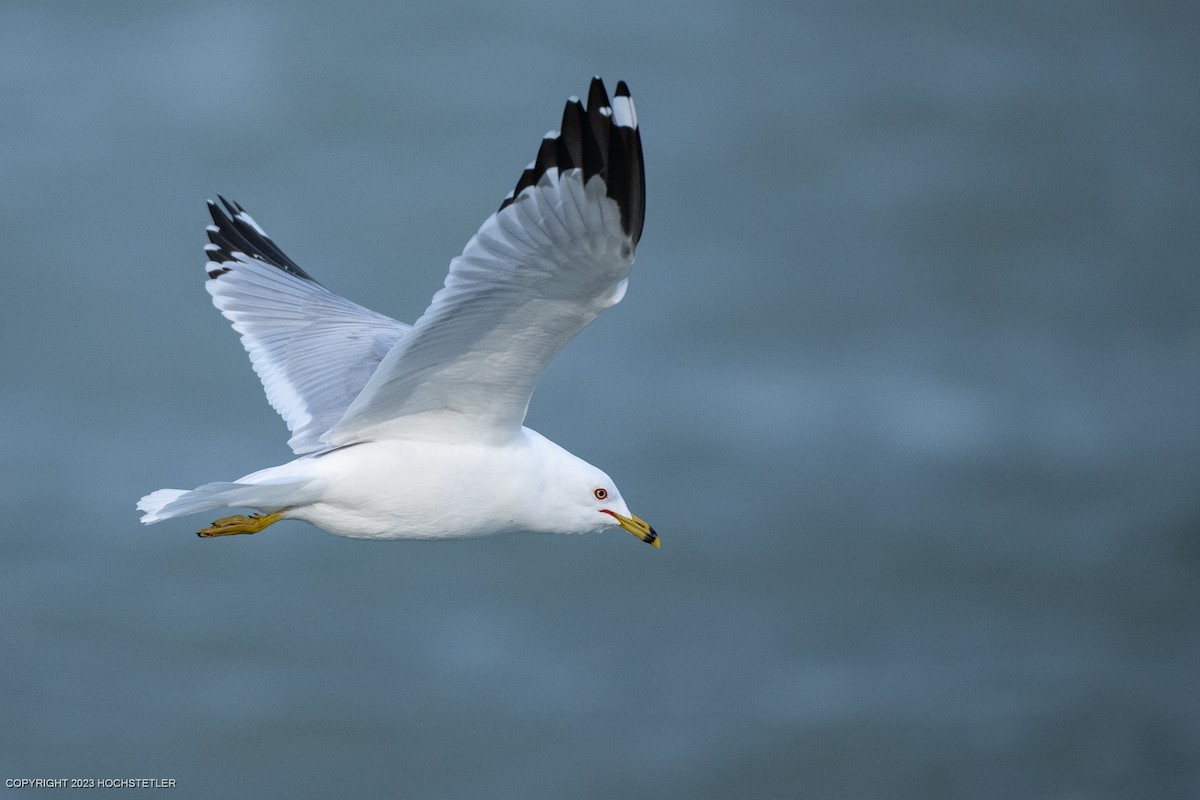 Ring-billed Gull - Michael Hochstetler