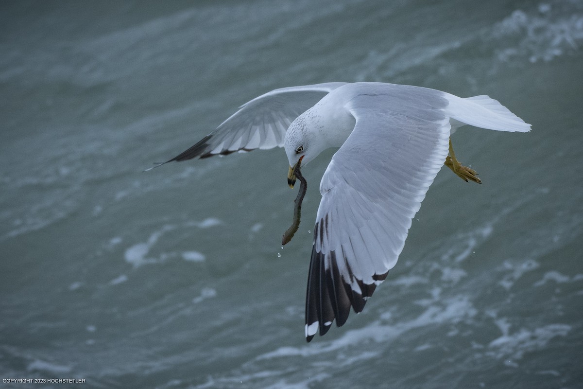 Ring-billed Gull - Michael Hochstetler