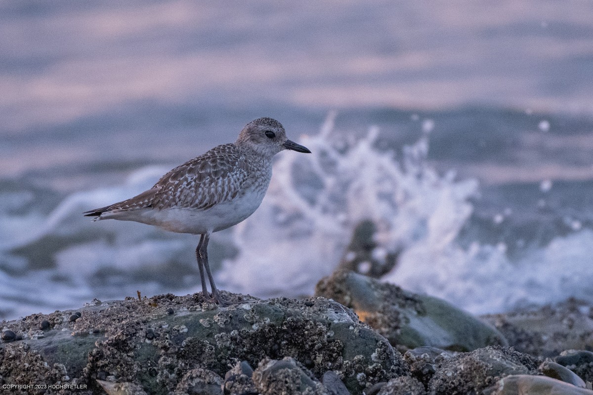 Black-bellied Plover - Michael Hochstetler