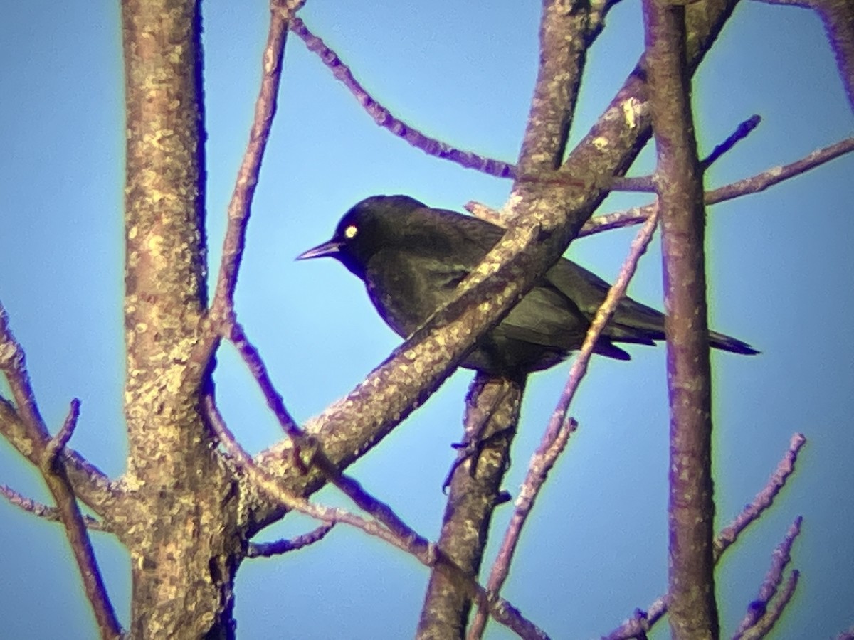 Rusty Blackbird - ML543787701