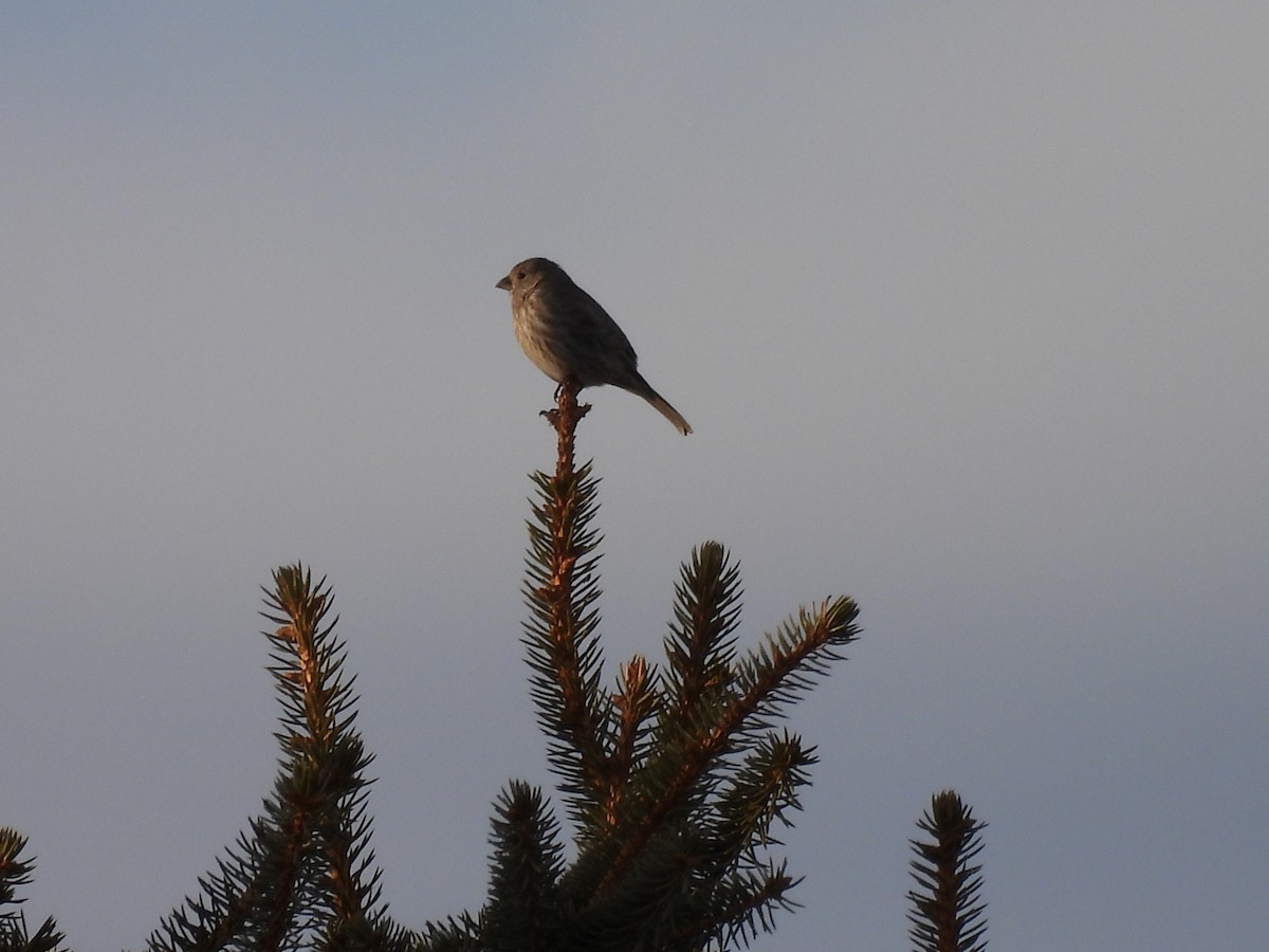 House Finch - ML543787881