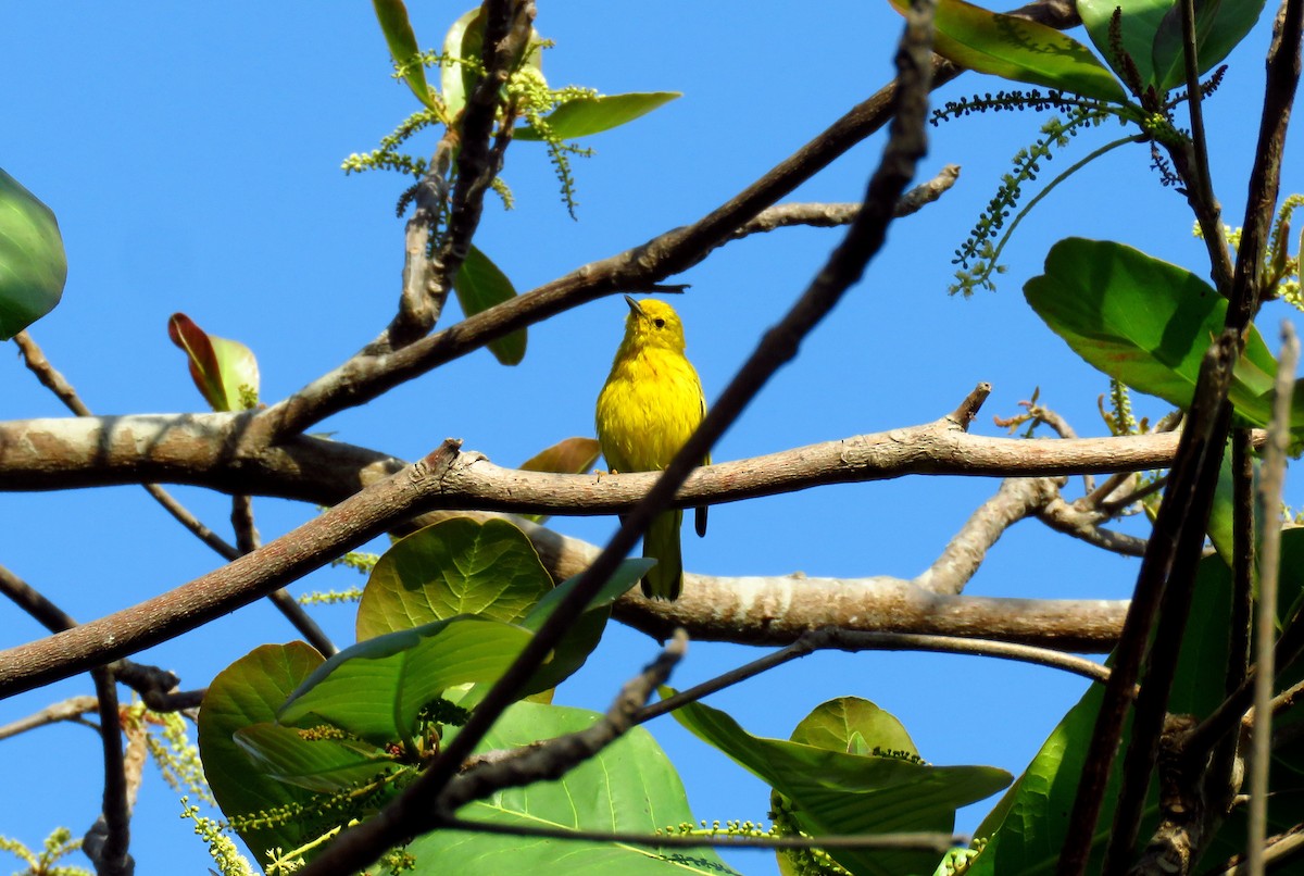 Yellow Warbler - ML54378811